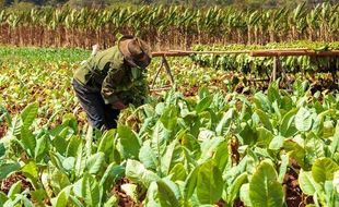 Temanggung, Lahan Tembakau Terbaik Dunia