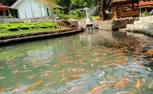 Manfaatkan Air Melimpah, Desa di Kendal Ngawi Sulap Selokan Jadi Kolam Ikan Koi