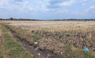 Libur Tanam akibat Kemarau, Petani Tlingsing Klaten Banting Setir Jadi Buruh