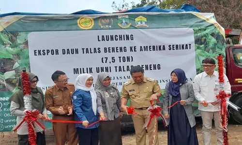 Mantul, 7,5 Ton Daun Talas Beneng Diekspor ke Amerika Serikat