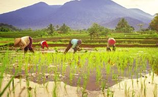 Tak Terganggu Impor Beras, Nilai Tukar Petani Disebut Terus Meningkat