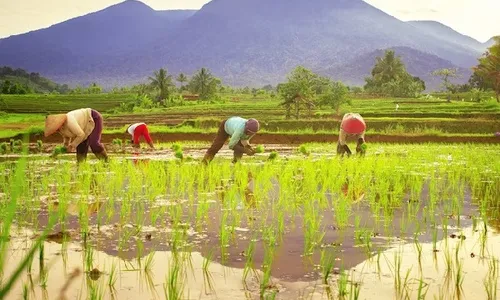 Kasihan, Petani Kendeng Jarang Dapat Jatah Pupuk Bersubsidi