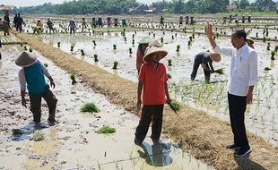 Kunjungi Pekalongan, Jokowi Tinjau Penanaman Padi dan Serap Aspirasi Petani