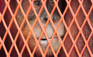 3 Orang Utan Korban Perdagangan Satwa Dipulangkan ke Indonesia dari Thailand