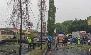 Angin Kencang Robohkan Pohon di Jalur Pantura Batang, Kendaraan Terjebak Macet