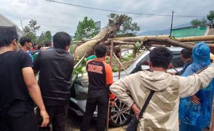 Pohon Tumbang Timpa Mobil Hingga Ringsek di Karangpandan Karanganyar