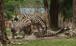 Libur Nataru, Solo Safari Siapkan Pengalaman Liburan Asyik bagi Pengunjung