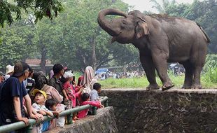 Libur Natal, Taman Margasatwa Ragunan Jakarta Diserbu Puluhan Ribu Wisatawan