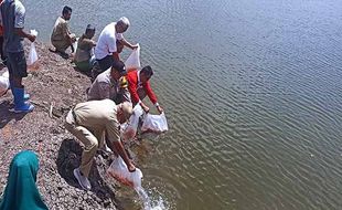 Dorong Budi Daya Ikan, 7.000 Bibit Nila Ditebar di Embung Pranan Sukoharjo