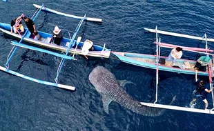 Serunya Wisata Hiu Paus Pantai Botubarani, Destinasi Favorit di Gorontalo