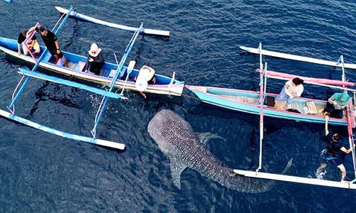 Serunya Wisata Hiu Paus Pantai Botubarani, Destinasi Favorit di Gorontalo