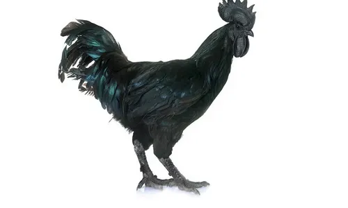 Arti Mimpi Ayam Cemani yang Biasanya Dikaitkan Hal Mistis