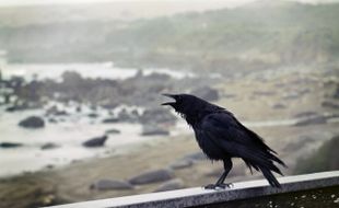 Arti Mimpi Burung Gagak yang Sering Dikaitkan dengan Kematian