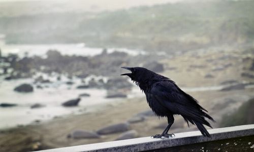 Arti Mimpi Burung Gagak yang Sering Dikaitkan dengan Kematian