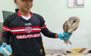 Heboh, Burung Hantu Terjebak di Kamar Rumah Warga Ngringo Karanganyar