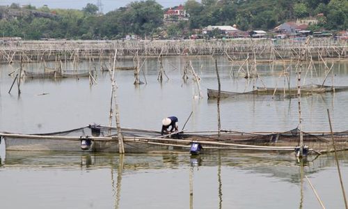 Waduh! Ikan-Ikan di Rawa Jombor Klaten Mati Mendadak, Pemilik Keramba Merugi