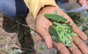 Kuliner Ekstrem Gunungkidul: Kepompong Pohon Trembesi, Harganya Rp100.000/Kg