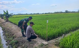 Bocah Wonosari Klaten Tersetrum Jebakan Tikus Sawah saat Hendak Tangkap Laron