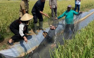 Hemat Pupuk, Ketua DPRD Jateng Dorong Pertanian Minapadi di Karanganyar