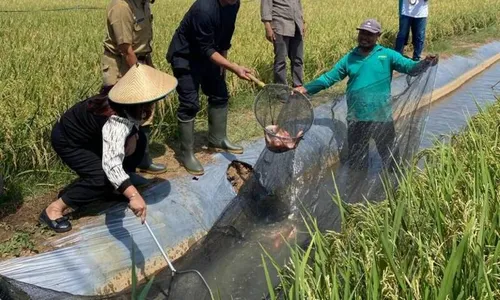 Hemat Pupuk, Ketua DPRD Jateng Dorong Pertanian Minapadi di Karanganyar