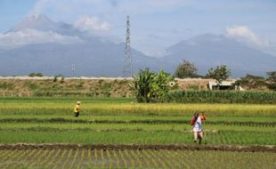 Masih Dominan, Petani Gurem di Klaten Berkurang 17.436 Keluarga dalam 10 Tahun