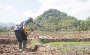 Petani Gurem Wonogiri Bertambah, Makin Sulit Keluar dari Jurang Kemiskinan