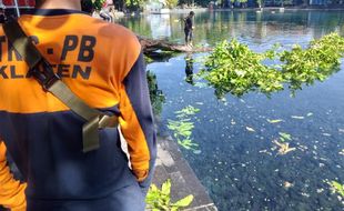 Waduh! Pohon Gayam Berumur 100-An Tahun Ambruk ke Kolam di Umbul Ponggok Klaten