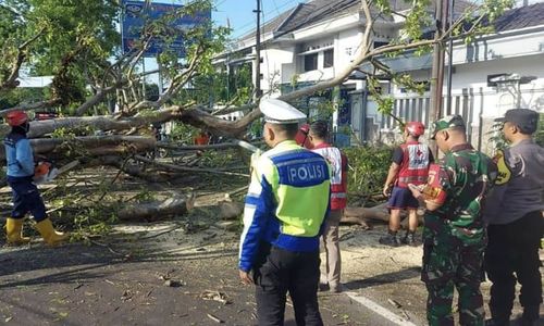 Tragis, 2 Orang Meninggal karena Tertimpa Pohon saat Melintas di Jalanan Malang