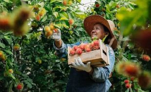 Petani Kendeng Jadi Penghasil Buah-Buahan, Rasanya Legit Loh!