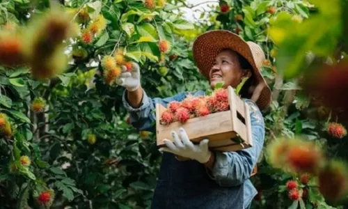 Data BPS 2024: Berikut Ini Daerah Penghasil Rambutan Terbanyak di Jawa Timur