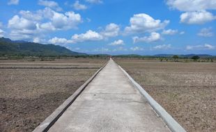 Cantiknya Panorama Sawah Burikan Klaten dengan Latar Perbukitan, Mirip Lukisan