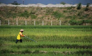 Komunitas Petani Muda Klaten Klaim Anggotanya Terus Tumbuh 10 Tahun Terakhir