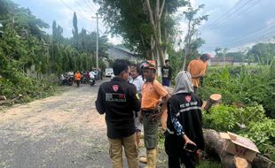 Dua Warga Tertimpa Pohon Tumbang di Jalan Perbatasan Sragen-Karanganyar