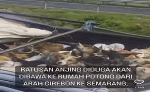 Viral Truk Angkut Anjing Hidup di Tol, Diduga Menuju Rumah Jagal Soloraya