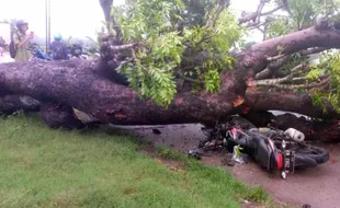 Tertimpa Pohon Tumbang di Gawan Sragen, Pengendara Motor Dibawa ke Puskesmas