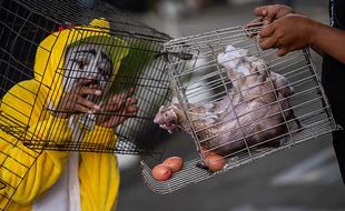 Aksi Simpatik Aktivis Desak Komitmen Peternakan Ayam Petelur Bebas Sangkar