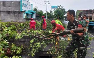 Belasan Kecamatan di Klaten Terdampak Angin Kencang, Sejumlah Pohon Tumbang