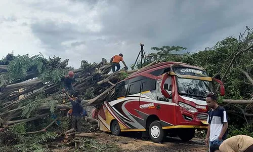 Pohon Beringin Besar Ambruk Timpa Minibus di Jalan Wonogiri-Ngadirojo