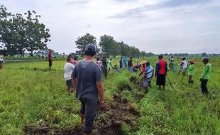 Sawah Diserang Tikus, Petani Juwiring Klaten Kompak Gropyokan