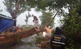 Cuaca Ekstrem, Pohon Tumbang dan Banjir Landa Ngemplak Boyolali