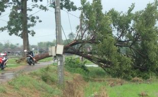 Pohon Tumbang Lagi, Timpa Makam dan Selepan di Kebakkramat Karanganyar