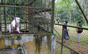 Ratusan Relawan dan Influencer Gelar Aksi Bersih-bersih Medan Zoo