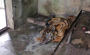 Miris! Penampakan Kondisi Harimau Sakit dan Kandang Tak Terawat di Medan Zoo