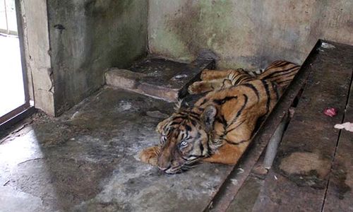 Dalam 3 Bulan, 4 Harimau Mati di Medan Zoo, DPRD Minta Pemkot Serius Berbenah