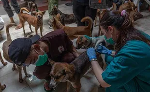 Perawatan Ratusan Anjing yang Diselamatkan dari Penyelundupan di Semarang