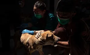 Ratusan Anjing Selundupan di Semarang Dievakuasi ke Bogor