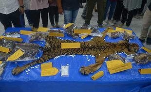 Polda Aceh Gagalkan Perdagangan Kulit Harimau Sumatra, 2 Penjual Ditangkap