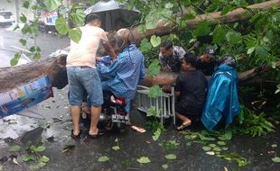 Hujan dan Angin Kencang Terjang Kota Solo, Belasan Pohon Tumbang