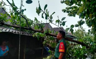 Angin Kencang Tumbangkan 14 Pohon di Sragen, 5 Rumah Rusak