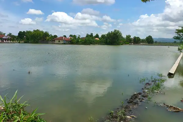 Intensitas Hujan Tinggi, 131 Hektare Sawah di Gantiwarno Klaten Terendam